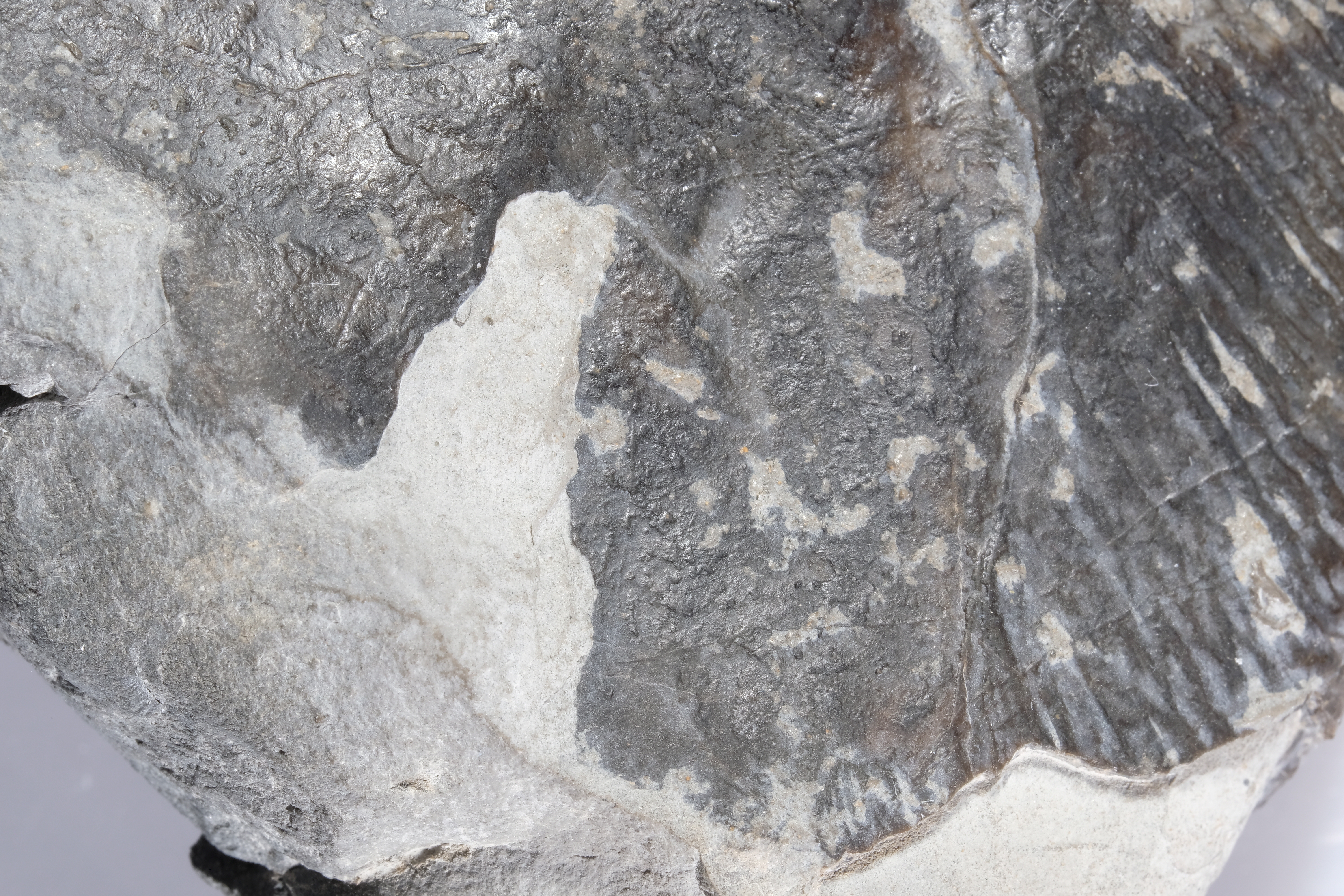 Detail of bite mark with tear-out