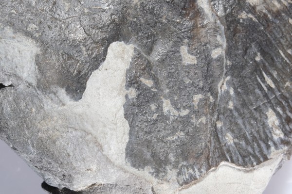 Detail of bite mark with tear-out