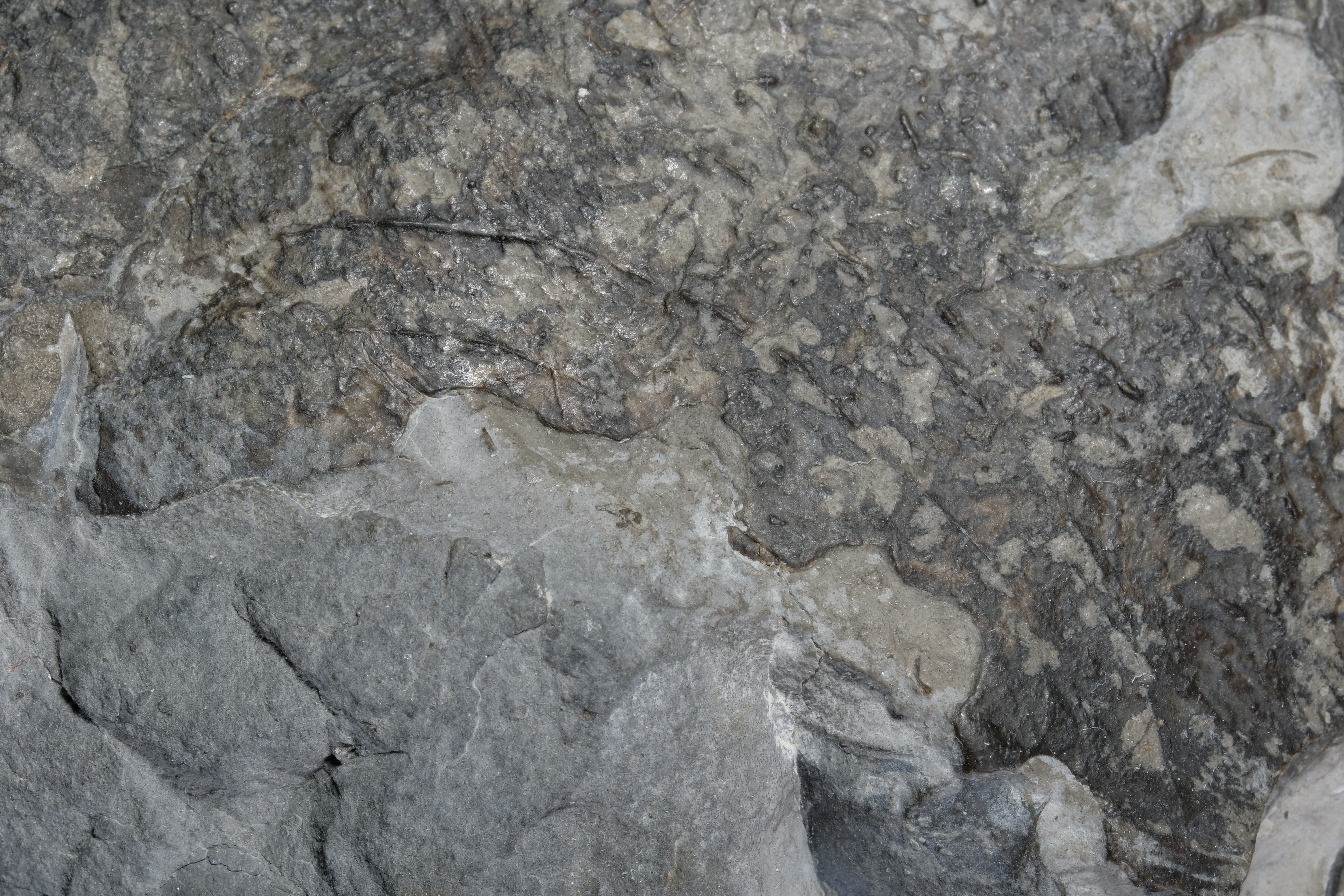 Detail of shell with double bite mark, scratch mark and bitten off shell line