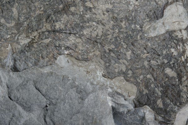 Detail of shell with double bite mark, scratch mark and bitten off shell line