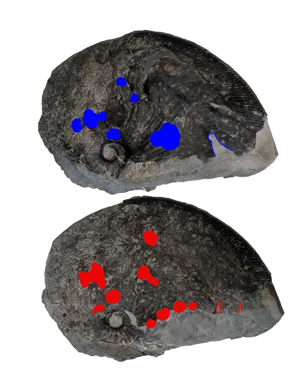 Both sides of ammonite shown with bite marks shown in red and blue, also possible sratch marks and tear-outs