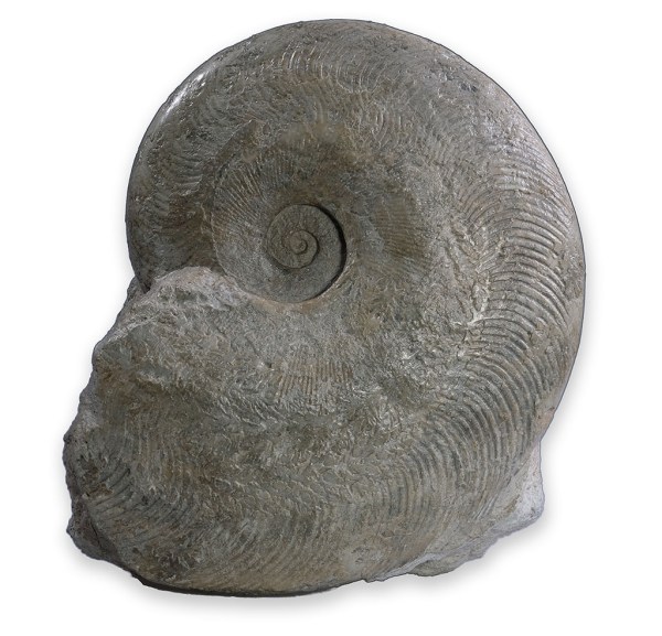 Harpoceras subplanatum , Deux Sevres / France, 16 cm diameter