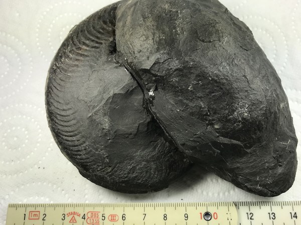 Harpoceras suplanatum in cement shale nodule as found