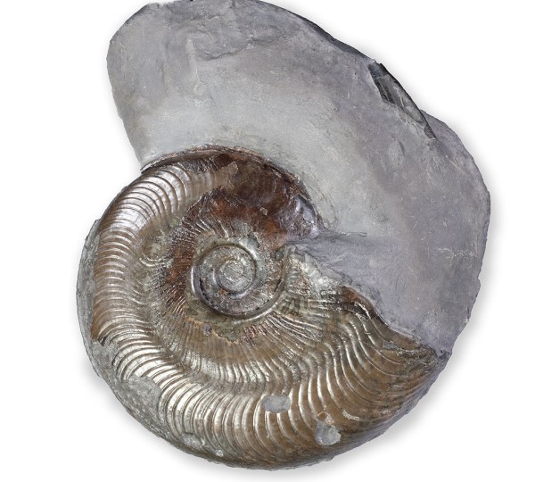 Harpoceras subplanatum, first side prepped