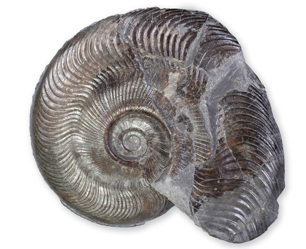 Harpoceras subplanatum, second side prepped, 14 cm diameter