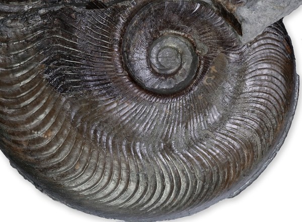 Falcoid ribbing of Harpoceras suplanatum