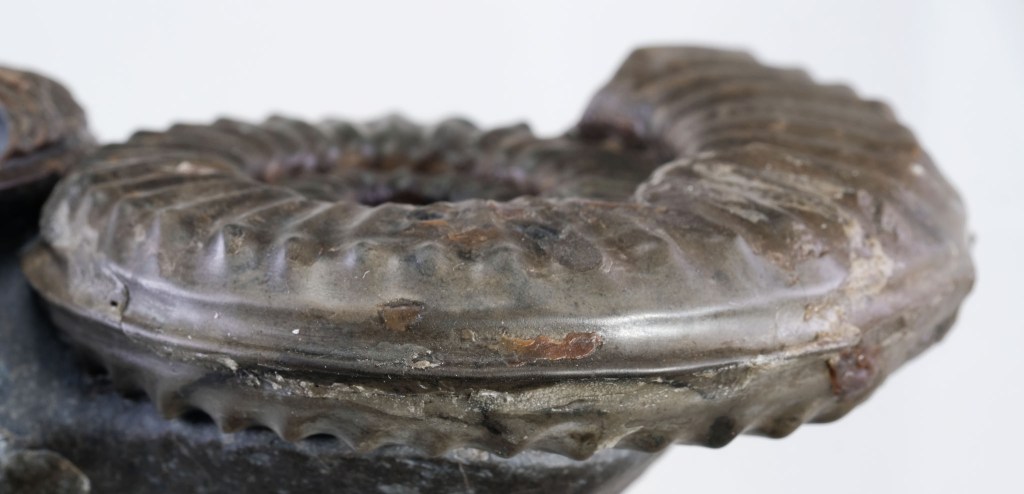 Coroniceras keel view